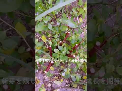 低木や野菜の根元に灰を使用する方法  庭園