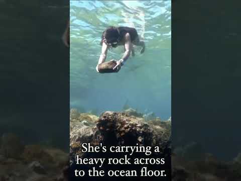 Sofia Rocks - insane rock run over the ocean's floor |  INCREDIBLE UNDERWATER ROCK RUN