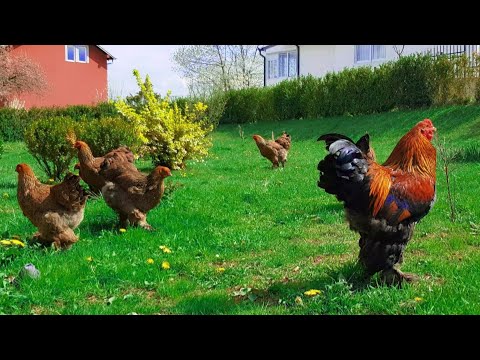 , title : 'Brahma Chicken - Giant Rooster and Hens | Video 4K'
