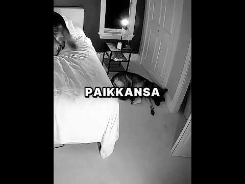Saksanpaimenkoirat vartioivat häntä koko yön 🐕🐾