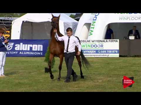 N.63 WINARIA - Radom 2017 - 4.6 Years Old Mares (Class 7)