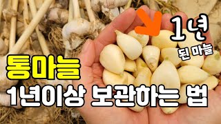 마늘 1년이 지나도 싱싱하게 오래 보관해서 지금까지도 먹어요.꼭 여기에 보관하세요.