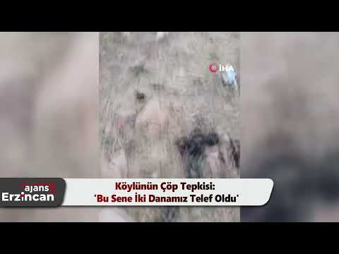 Köylünün Çöp Tepkisi: 'Bu Sene İki Danamız Telef Oldu'
