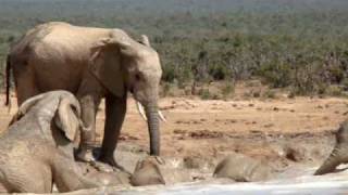 preview picture of video 'Bathing Elephants at Addo Elephant National Park'