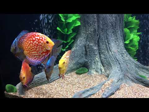 Setting up a135 gallon discus tank fish from discus.com