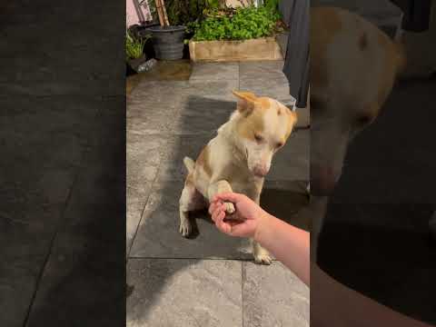 มะหมา 4ขาครับ 🐶