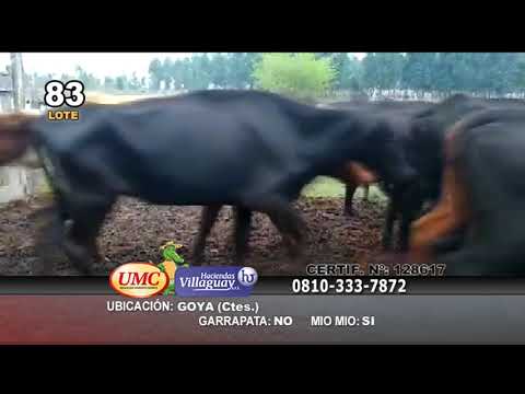 Lote 55 Vacas de invernar en Goya, Corrientes
