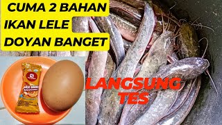 Download lagu Umpan Lele Harian Paling Murah,Cuma 2 Bahan Tapi Gacor mp3