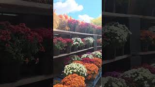 Download lagu Gorgeous mum 2025 mp3 Download lagu Gorgeous mum 2025 mp3