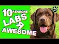 Top 10 Reasons Why the Labradors Are Awesome - Dogs 101
