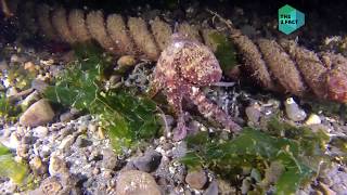 Octopuses and squids have beaks| The 1 Fact| Nature(animals)|( English)