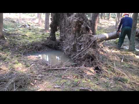Windbruch, Wurzelstock aufstellen, Baum aufstellen, Waldarbeit,