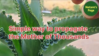 Simple way to propagate Mother of Thousands #motherofthousands#garden #ytvideo #video # #viralvideo
