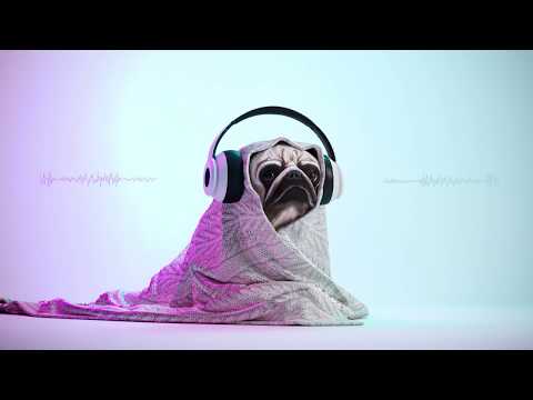 Blomdaz - Hit that button