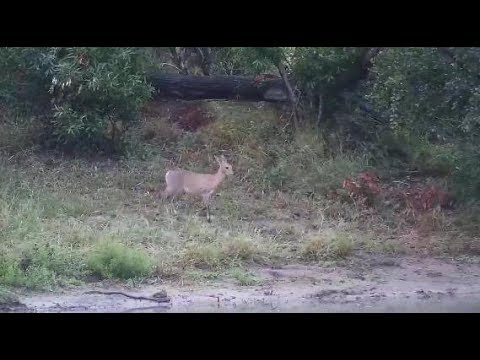 Djuma: Common Grey Duiker - 06:18 - 04/09/20