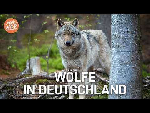 In the realm of wolves: Northern Germany's natural giants!
