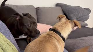Video preview image #1 Chihuahua-Unknown Mix Puppy For Sale in San Francisco, CA, USA