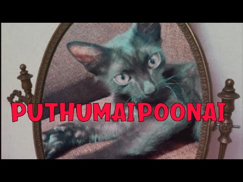 Bharathiyin Puthumai Poonai Song-Vellanirathiloru poonai|singing cats