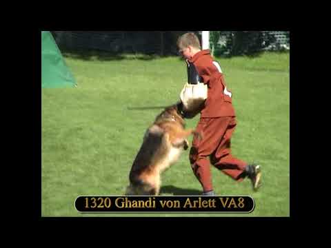 2004 SV BSZS VA8 Ghandi von Arlett