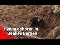 Beschuit met muisjes in Safaripark de Beekse Bergen!