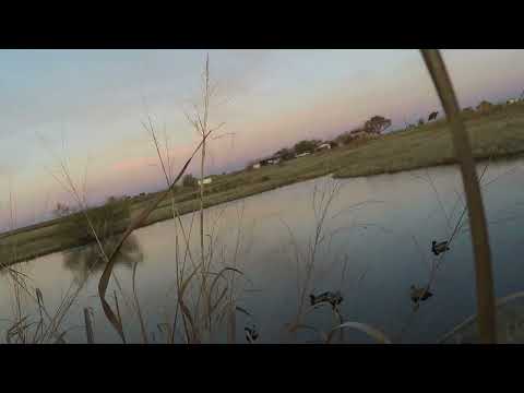 Pintail snuck in POV