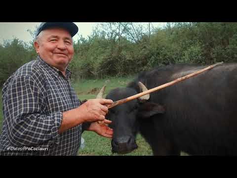 Cu badea Mircea Codrean - printre ultimii crescători de bivoli din județul Cluj