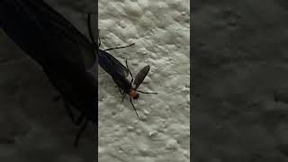 LoveBugs #bugs #shorts