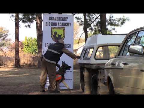 Drug Detection Dogs (K9) and Handlers in Training and Action