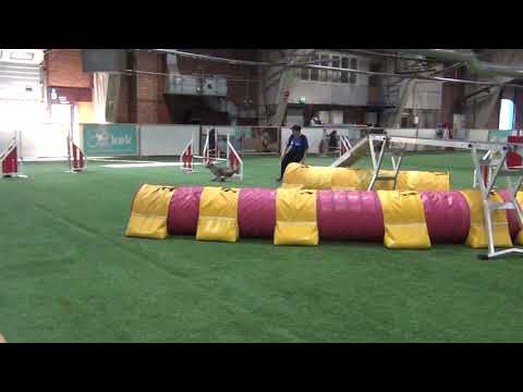 Vekara Agility , Espanjanvesikoira , Bono , sL 3