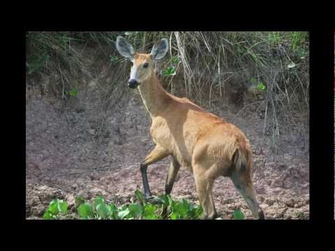 Brazil and the Pantanal