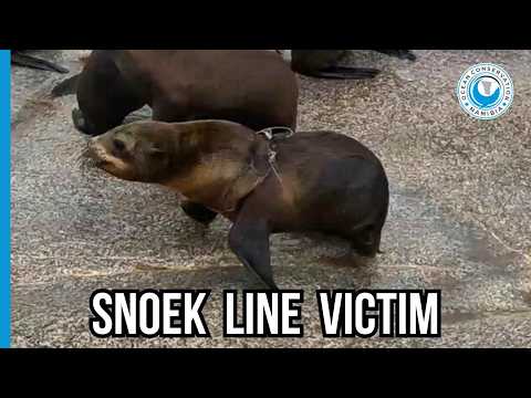 Wrapped Like a Forgotten Christmas Present - in Fishing Line!