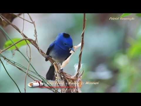 Tony Brent  -  Walkin'to Missouri