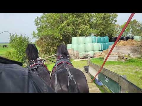 Stal okkema's pair of geldings - Alee & Hienske