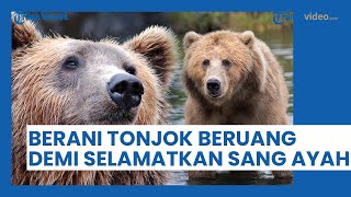 Aksi Heroik Remaja Swedia Berani Pukul Beruang demi Selamatkan Sang Ayah, Tangannya Sampai Patah