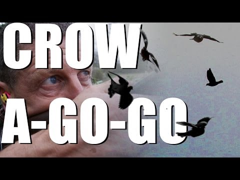 Fieldsports Britain – Pigeonshooting, and Crow’s a-go-go