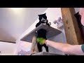 Tuxedo Cat Vs Cat Nip Carrot