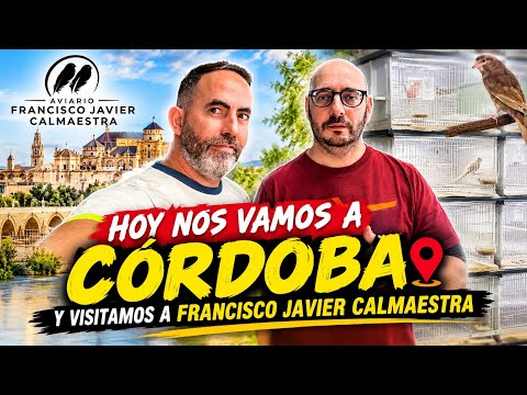 😱 ¡QUÉ CALIDAD DE CANARIOS! Aviario Calmaestra en Córdoba | Isabela Pastel, Opal y Bruno Pastel…
