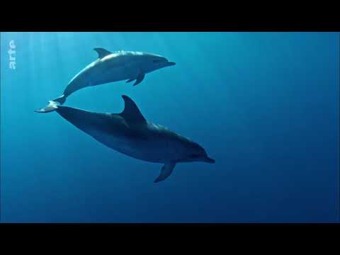 Entdeckung der Welt   Natur und Tiere