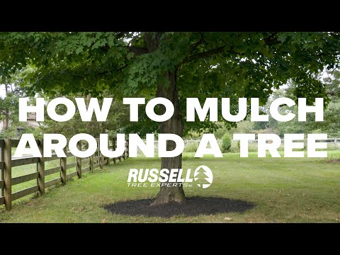 How to Mulch Around a Tree