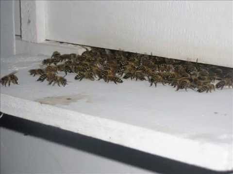 Proiect Informatica Tatarani