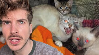 My Foster Cat HATES Me
