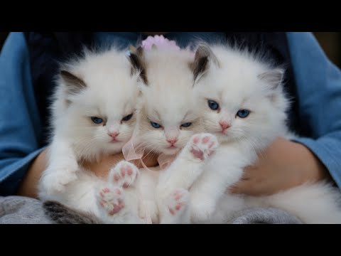 So Cute Cats ♥ Best Funny Cat Videos #cats #pets