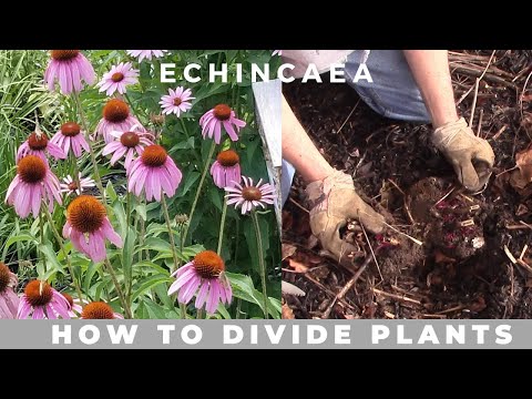 How to Divide Echinacea Purpurea (purple coneflower)