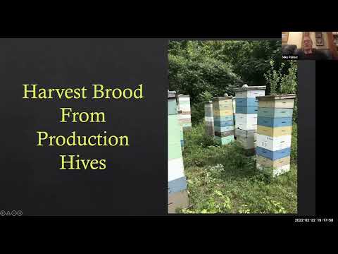 Brood Factories, Michael Palmer - a NY Bee Wellness webinar