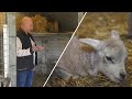 Vijfling lammetjes geboren Dit verwacht je niet