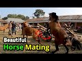 Best Horses Mating Beautiful New Horse Meet Ma Ting 2022 Village Horse Farm