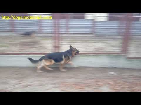 Оникс Мотор Сич