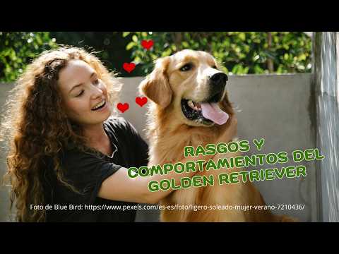 🔥  ¡No creerás el secreto detrás de GOLDEN RETRIEVER!  😨 #perrosadorables, #mejoresmascotas,#perros,