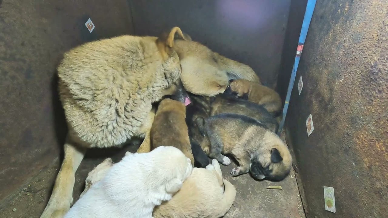 Tiny Hungry Puppy Sucks Milk - Watch This Precious Moment