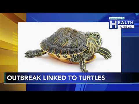 CDC issues new warning about salmonella linked to turtles